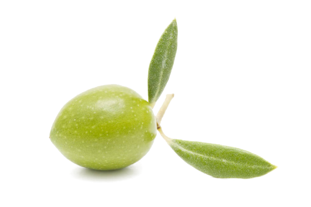 olive elcerrajon